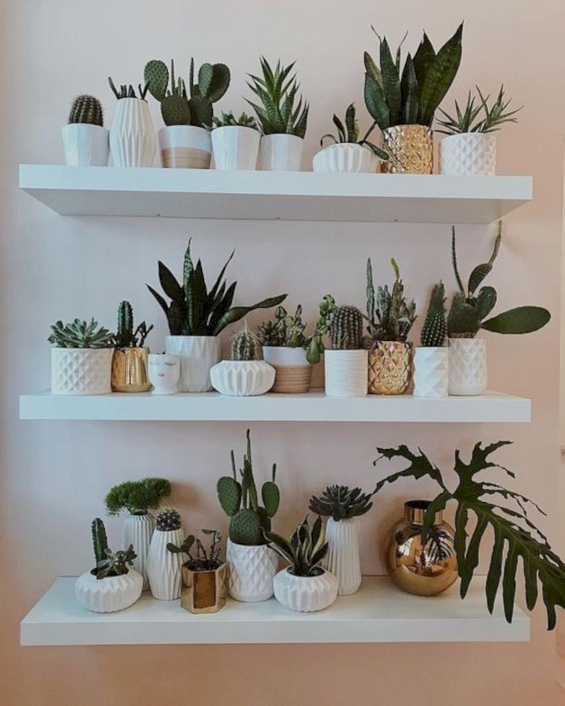 Indoor plants in the interior