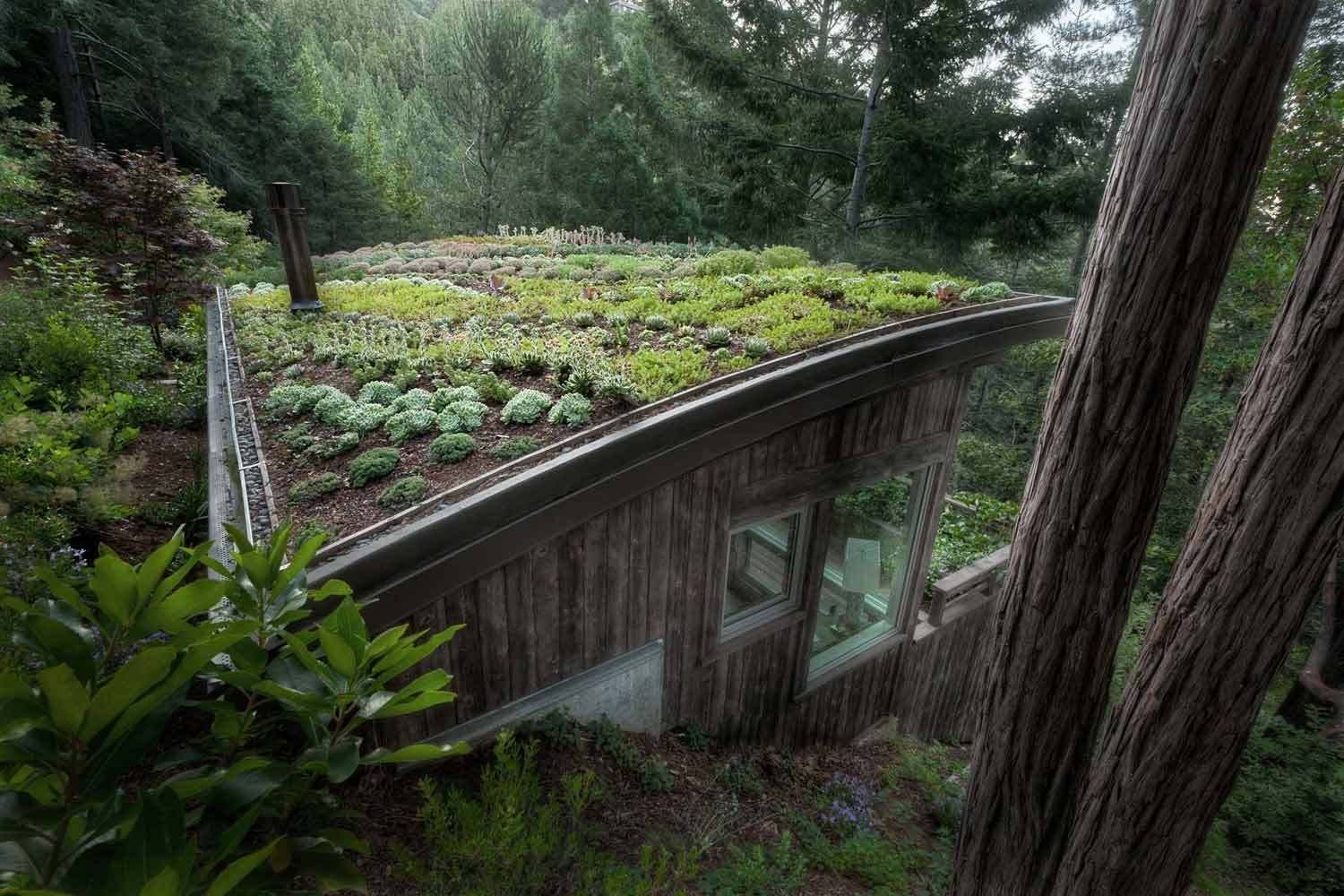 Зеленая крыша читать