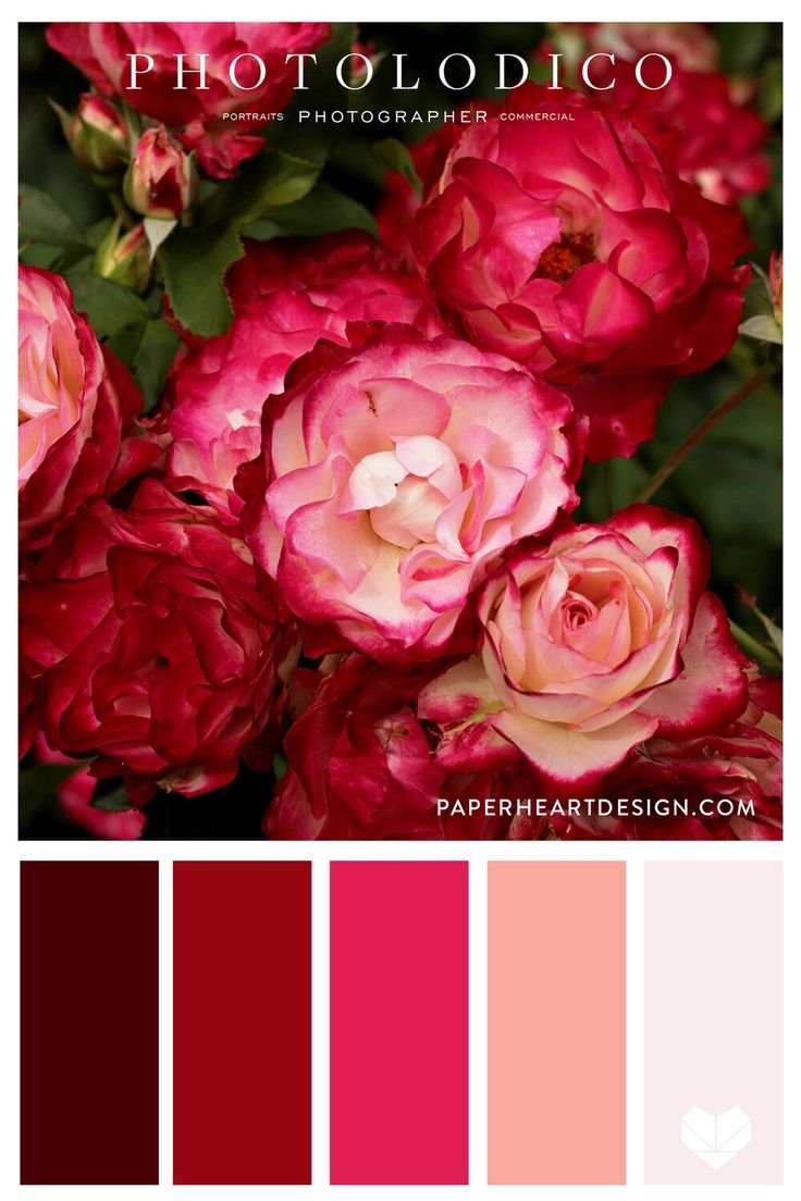 Pink rose palette
