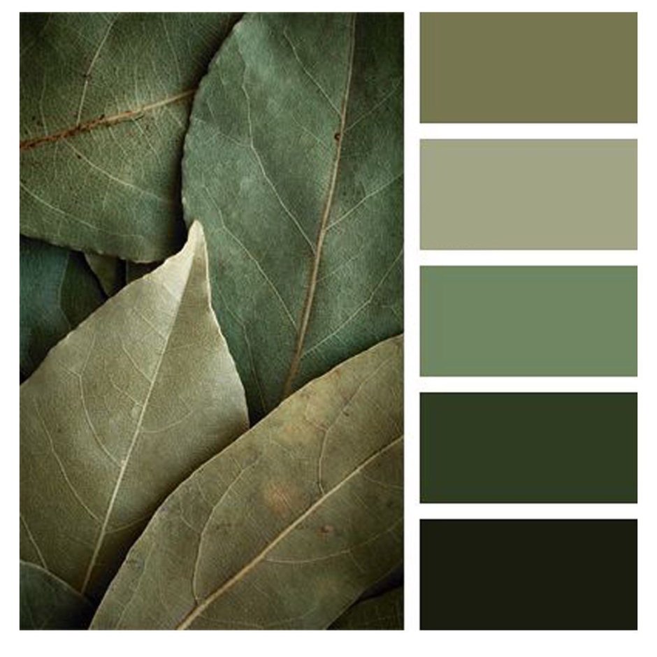 The gray-green palette color