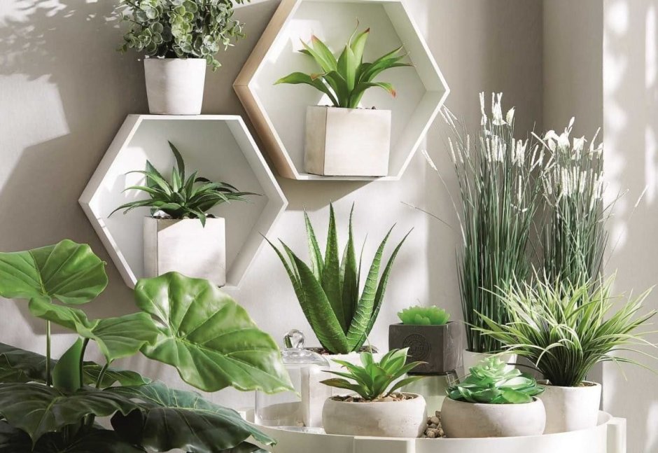 Indoor plants in the interior of the apartment