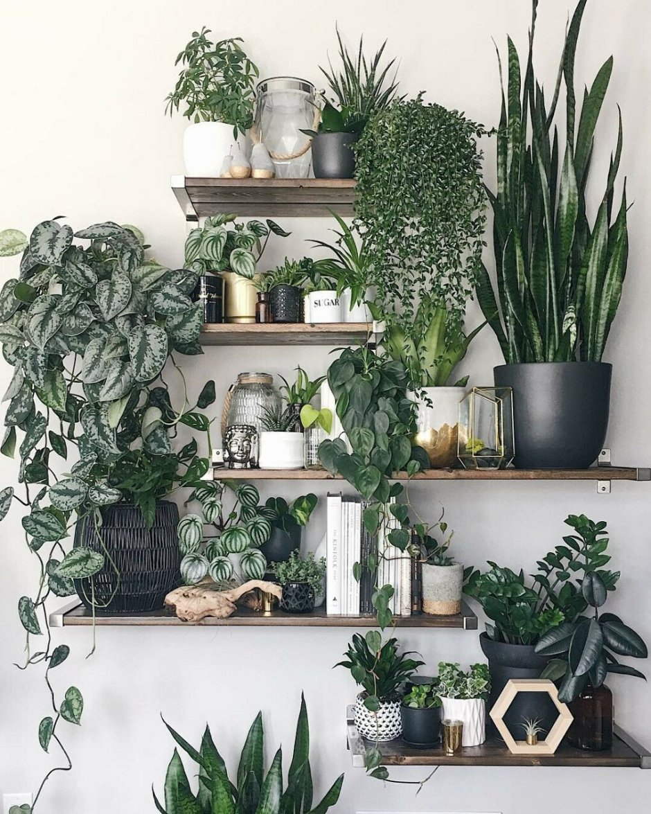 Decorating indoor plants