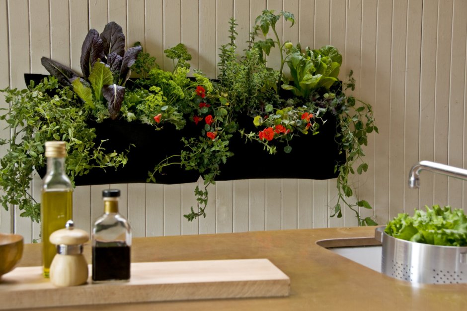 Indoor plants in the interior