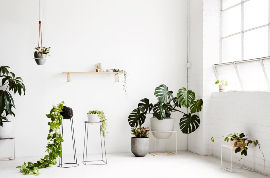Home plant compositions