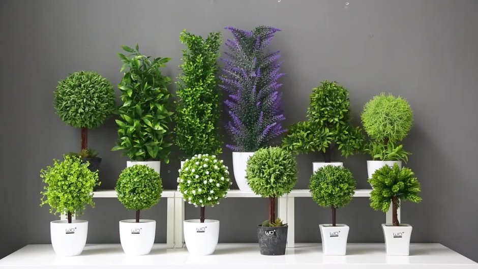 Indoor plants in intensity