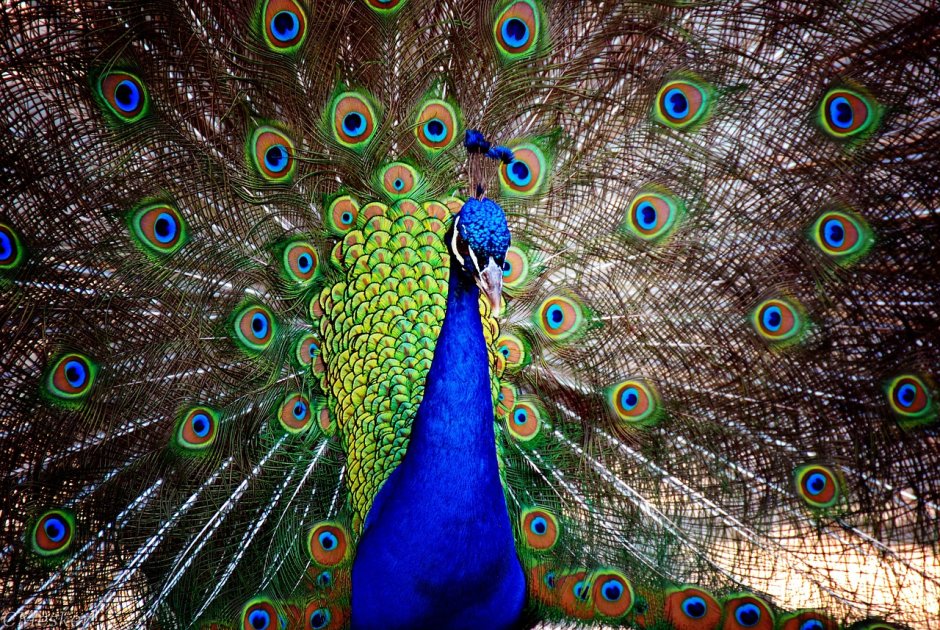 Diamond mosaic proud peacock