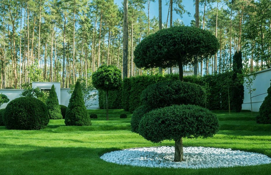 Garden trees in landscape design