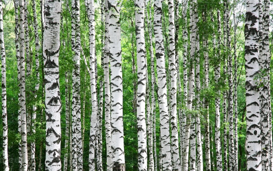 Birch tree in landscape design