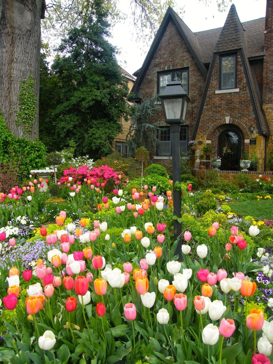 Tulips in landscape design