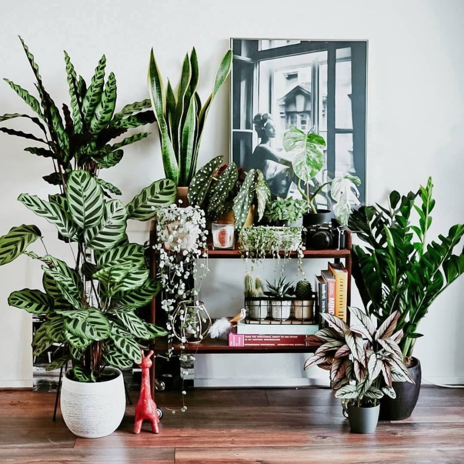 Plants in interior