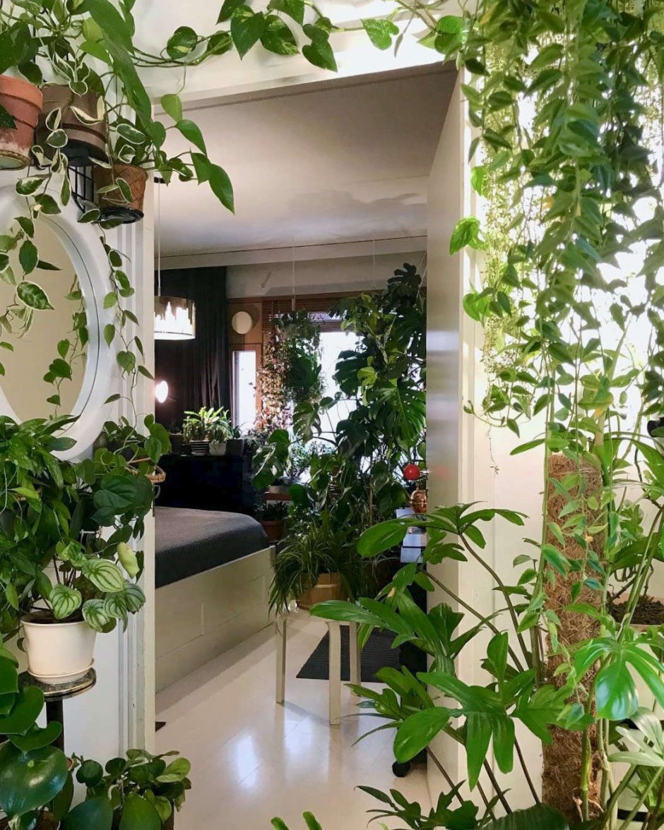 Indoor house plants