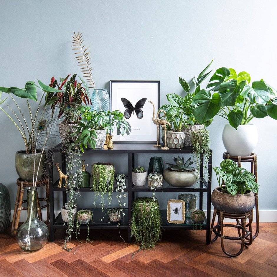 Jungle in living room