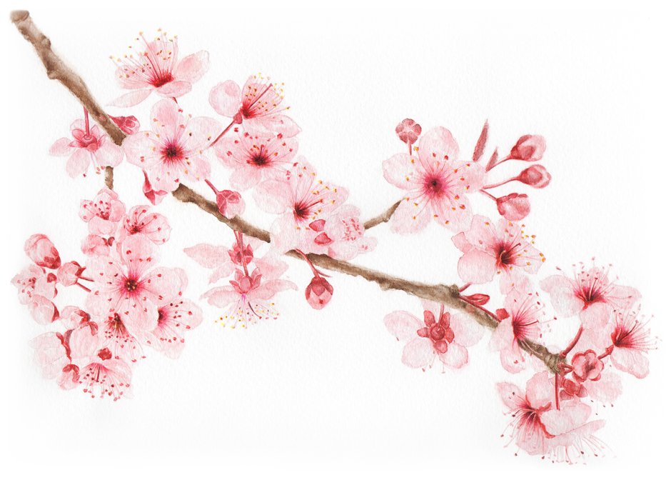 Sakura blossom pattern