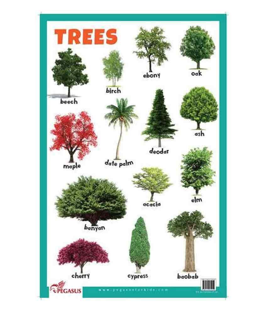 Какие есть деревья названия. Деревья названия. Название деревьев по алфавиту. Красивые деревья с названиями. Названия деревьев на английском.