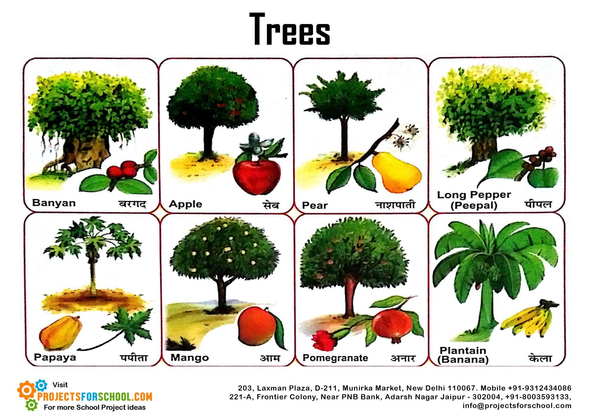 Task tree. Type of Trees for Kids английский. Names of Trees in English. Kinds of Trees. Kinds of Trees in English.