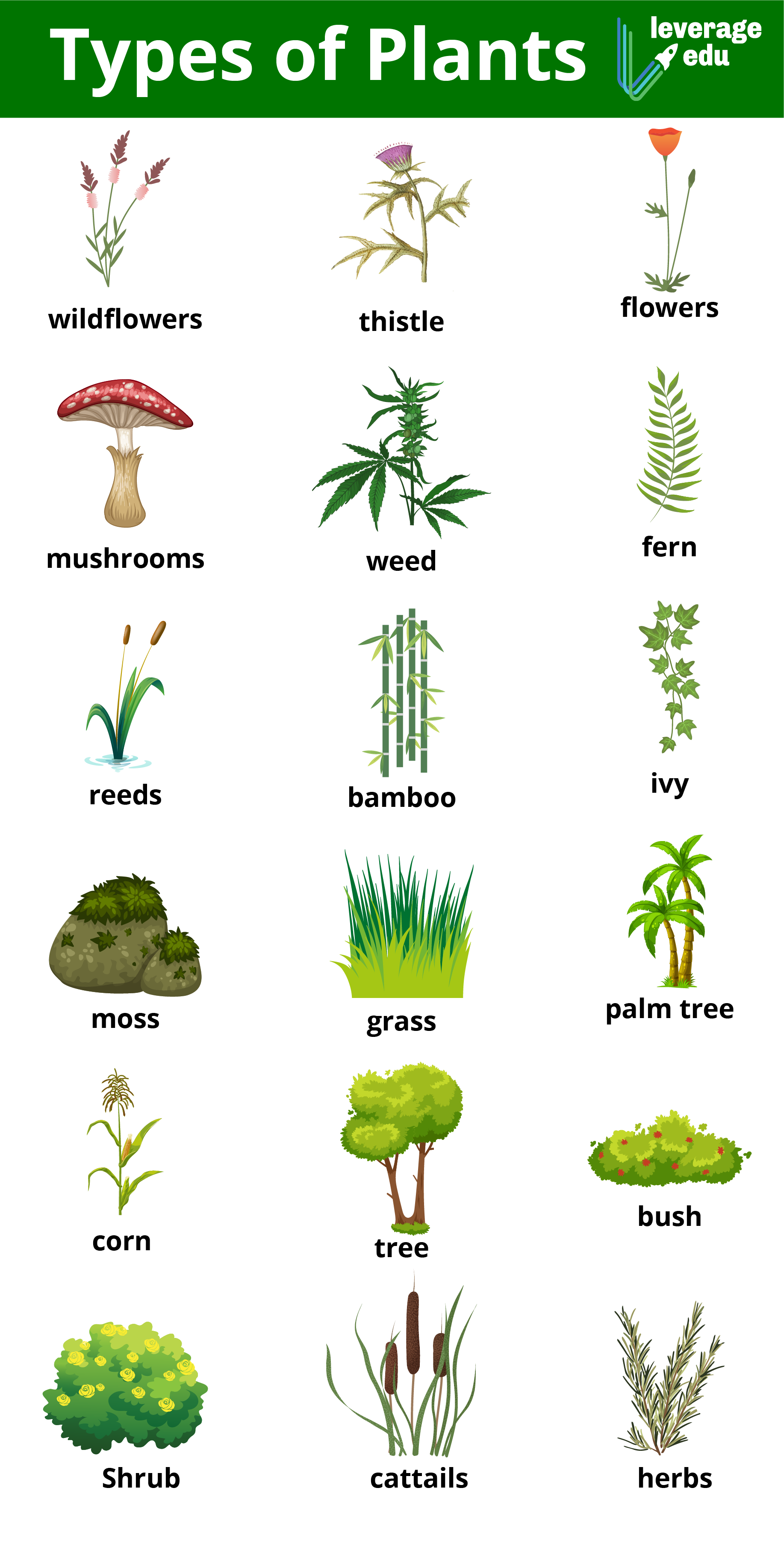 Plants english. Types of Plants. Виды растений. Plant names. Растения виды и названия.
