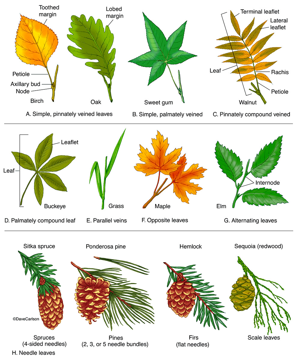 Листья растений ботаника. Виды листиков. Types of leaves. Виды листиков ботаника. Kinds of trees