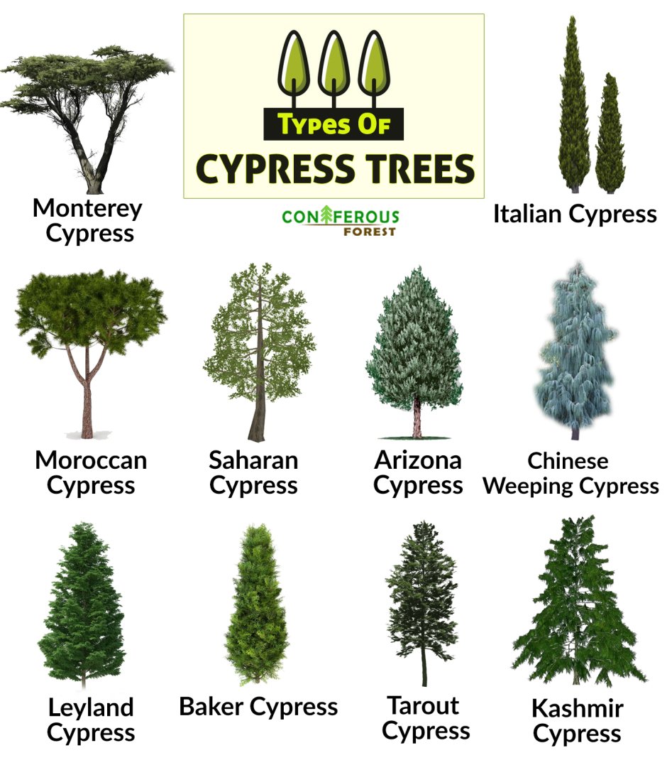 Kinds of trees in english