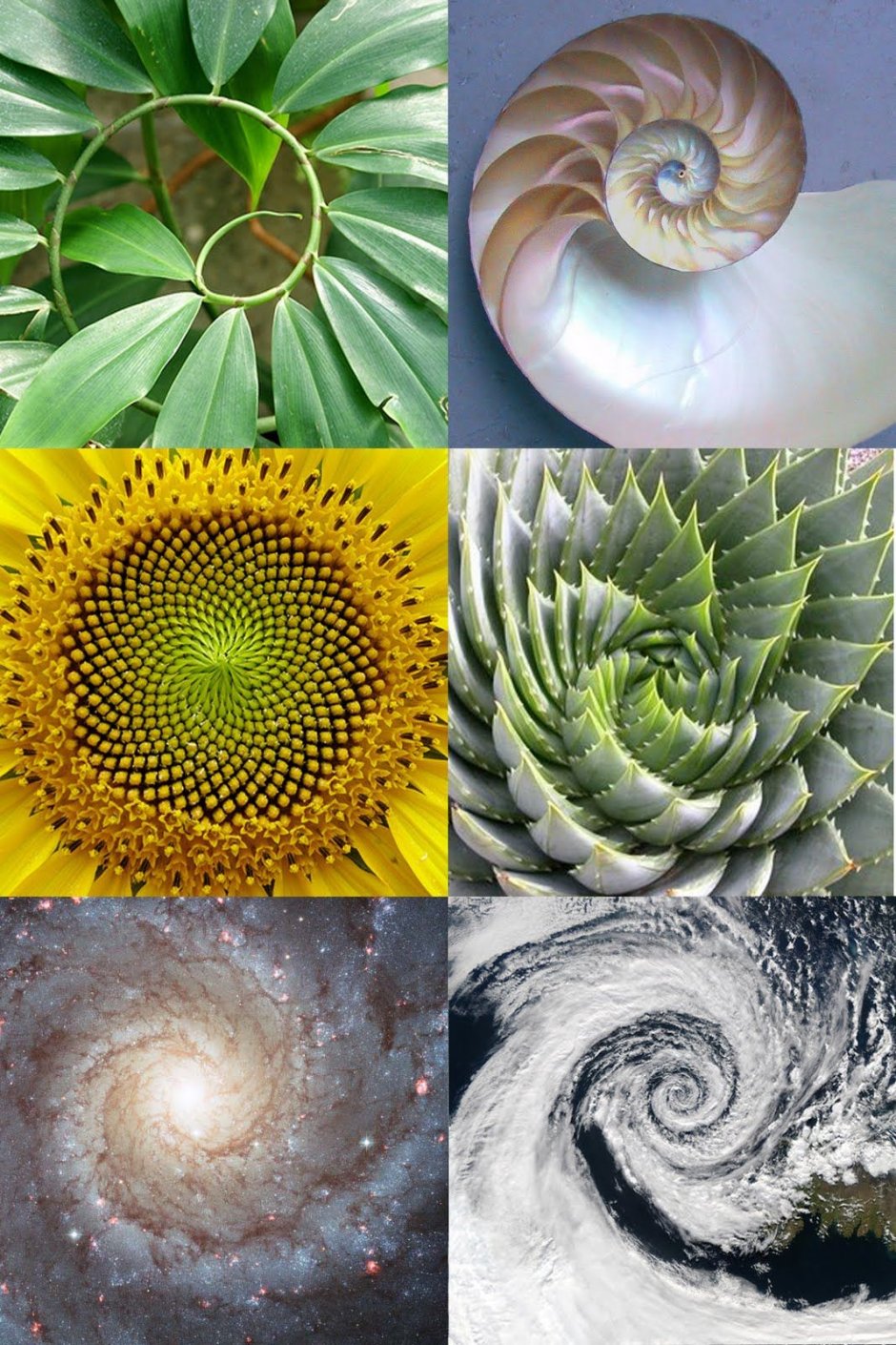 Fractals in nature