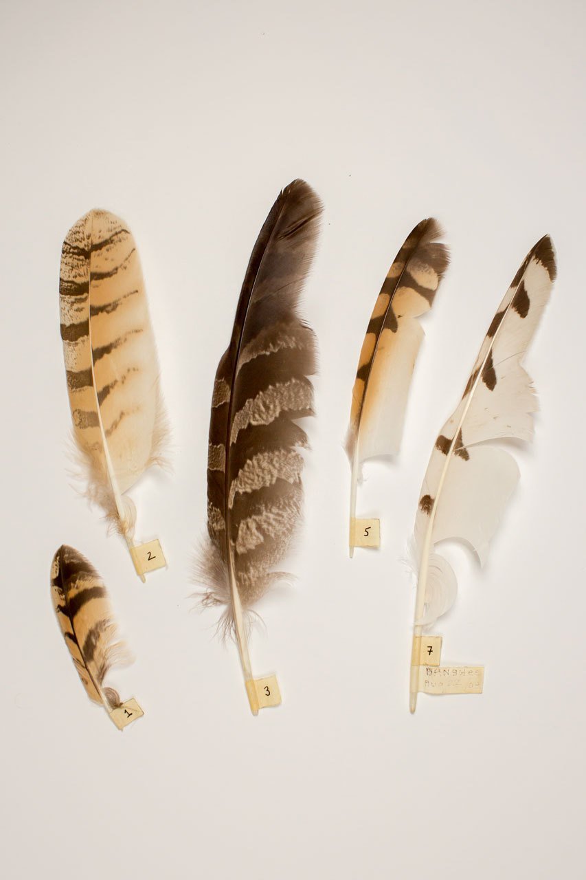 Beautiful feathers