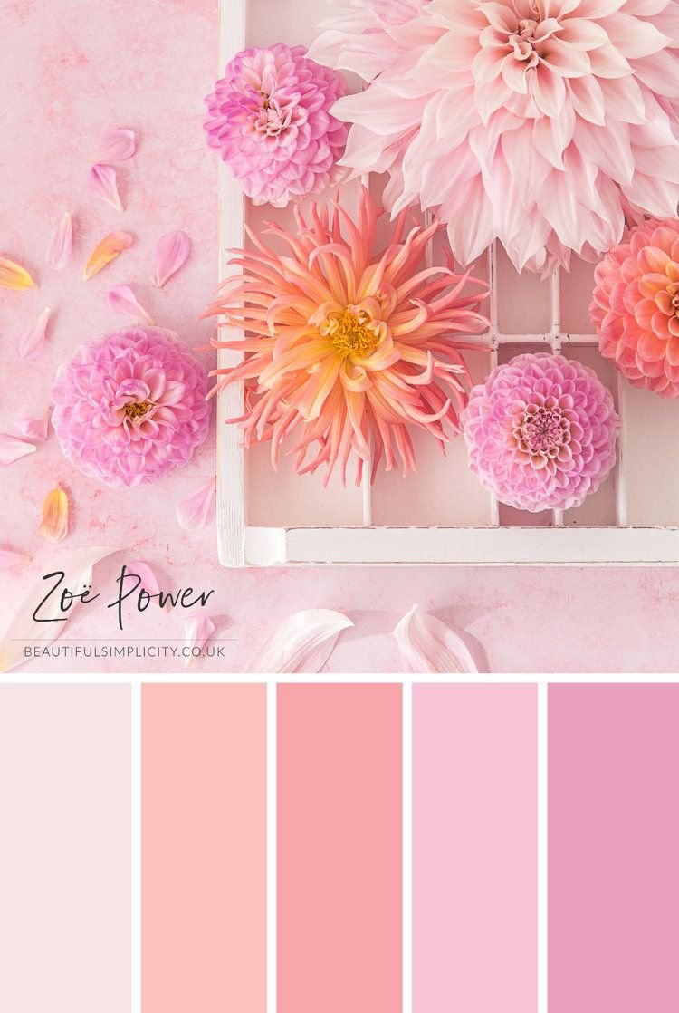 Pastel Pink Shades Color Palette