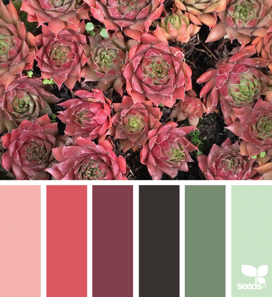 DUSTY ROSE PROCREATE Color Palette Hex Codes Pink, Purple, Red