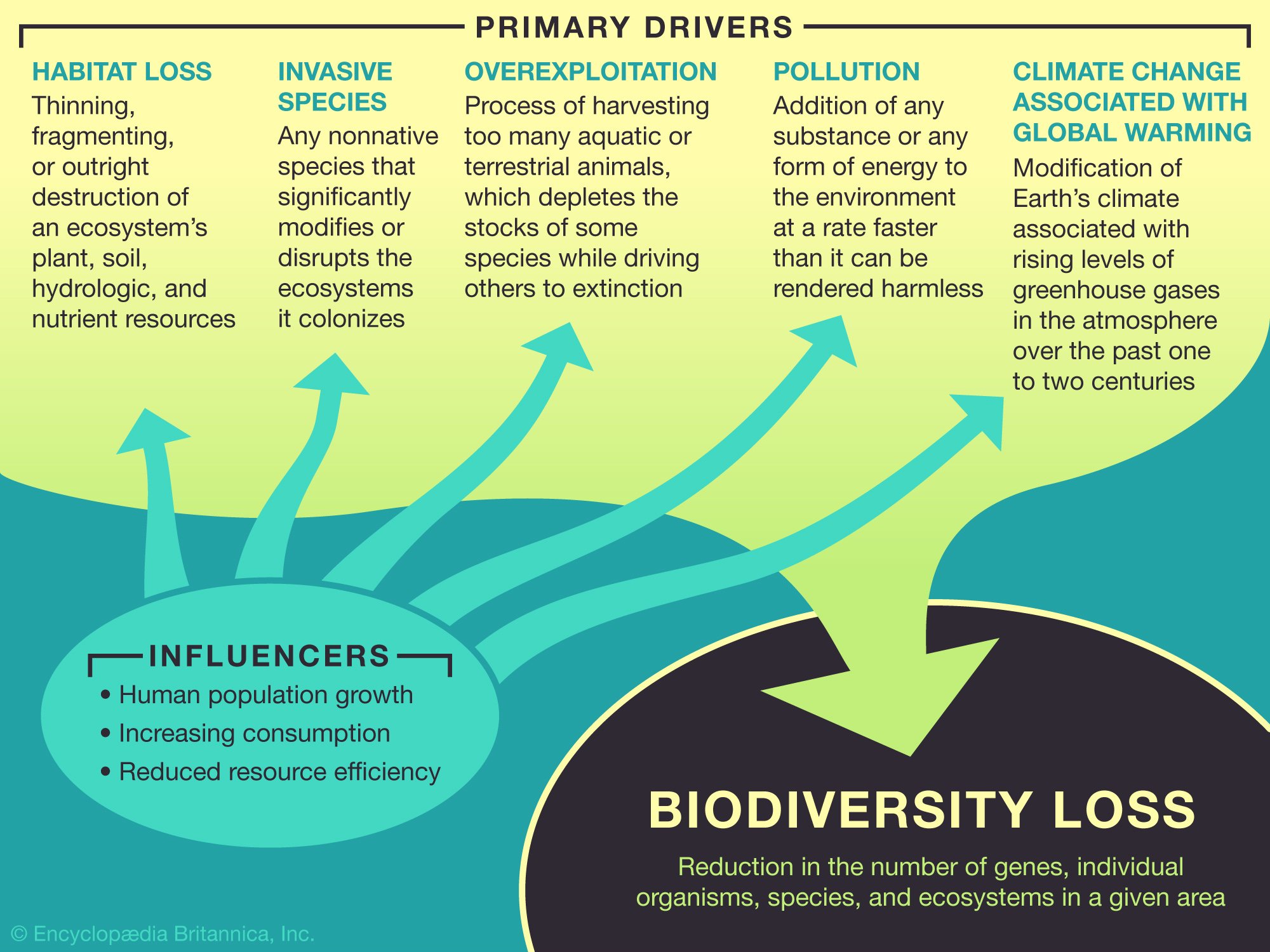Biodiversity loss is. Biodiversity reduction. Loss of Biodiversity. Loss of Biodiversity презентация.