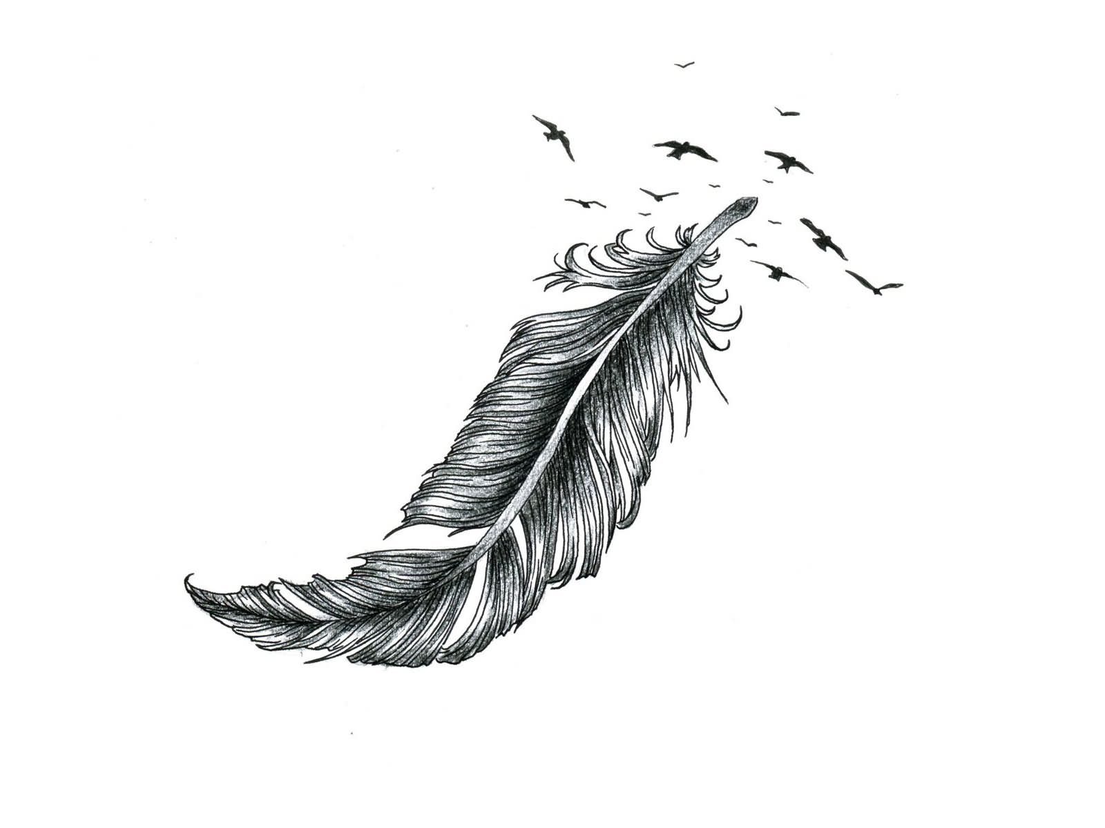 Bird feather drawing by one continuous line posters for the wall • posters  plume, white, drawn | myloview.com