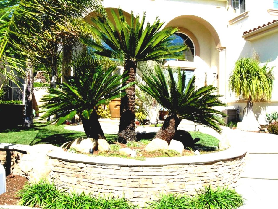 Palm tree garden