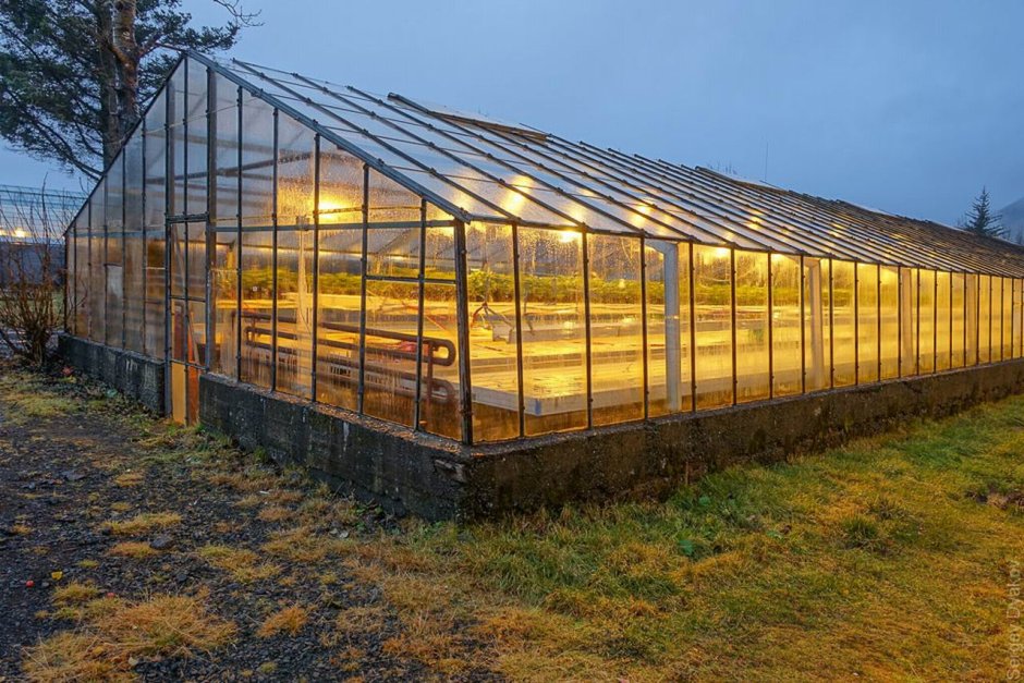 Venlo greenhouse