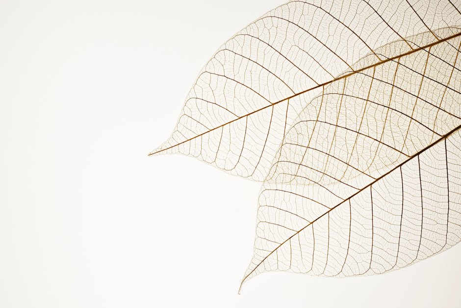Xray leaf