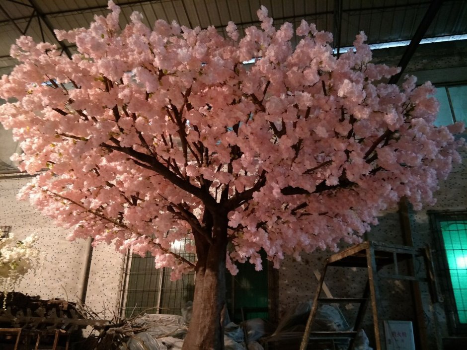 Sakura daraxti