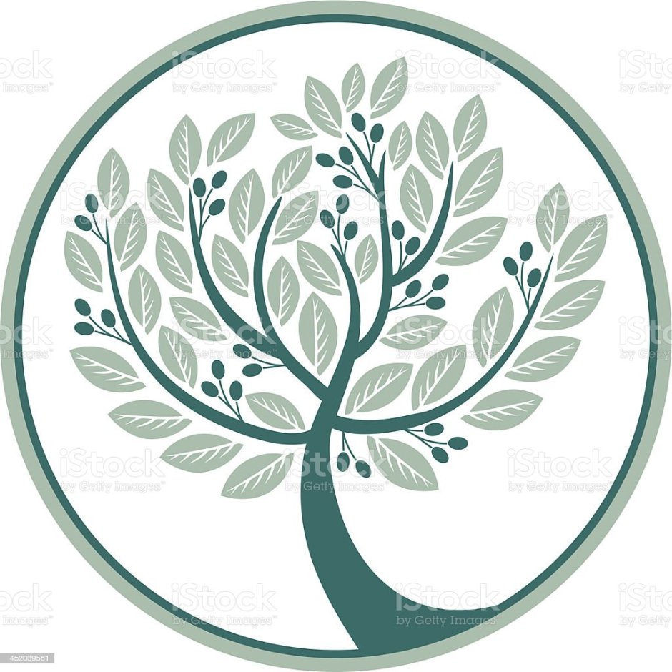 Olive tree leaf