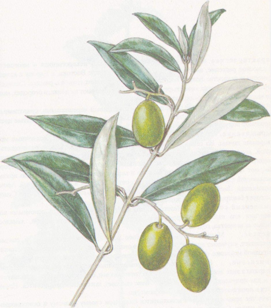Olea europaea fruit oil