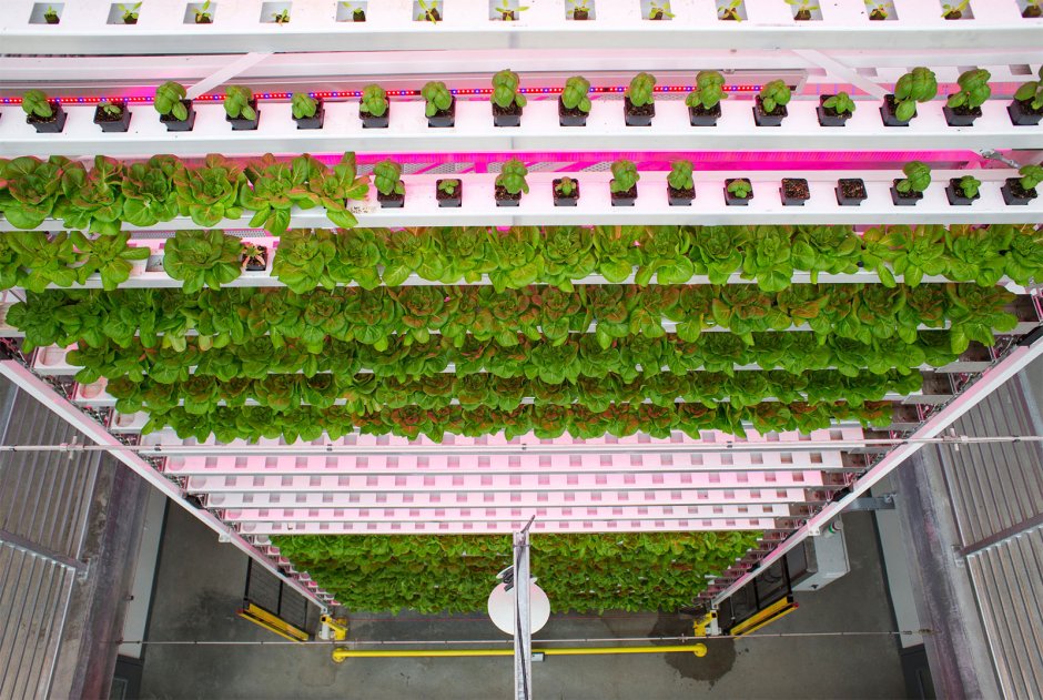 Greenhouse hydroponic