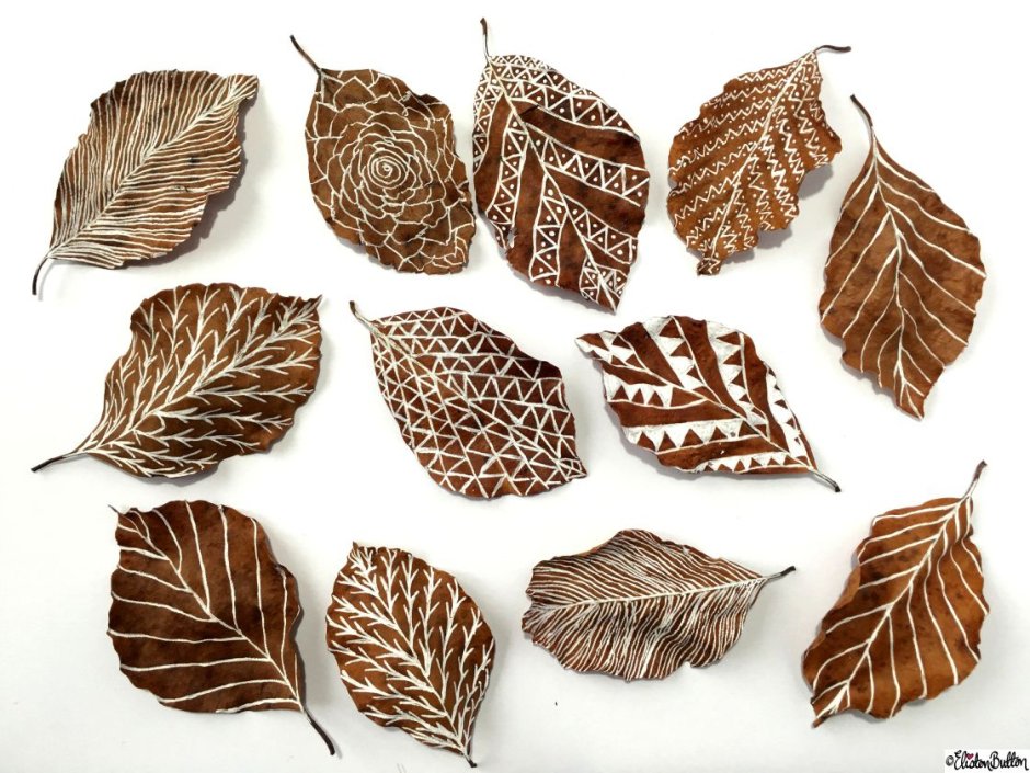 Walnut tree leaves