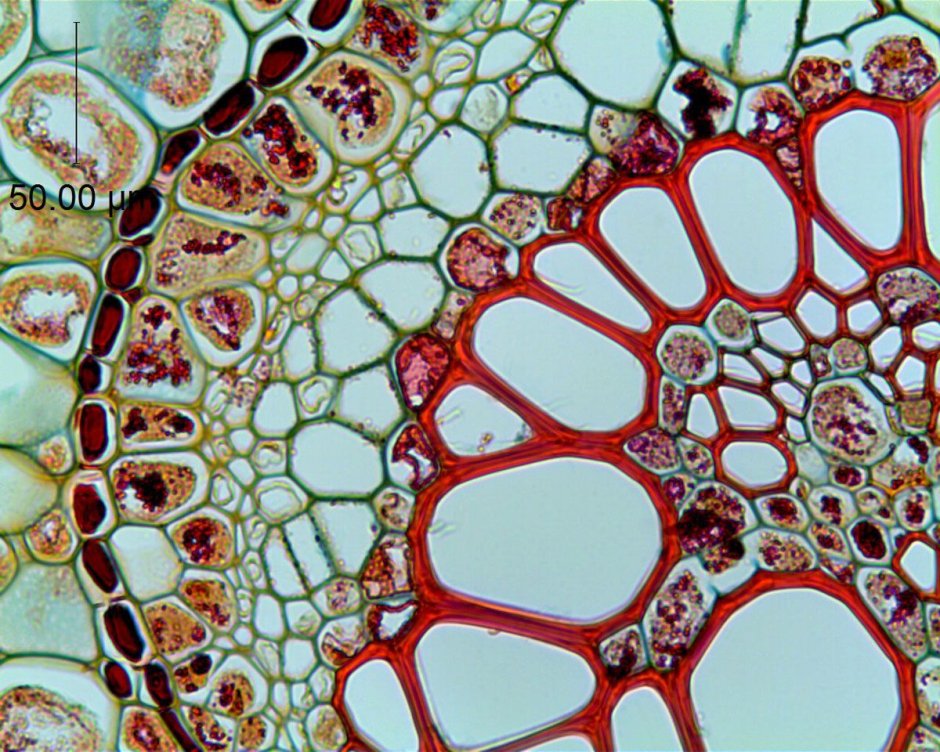 Microscopic biology