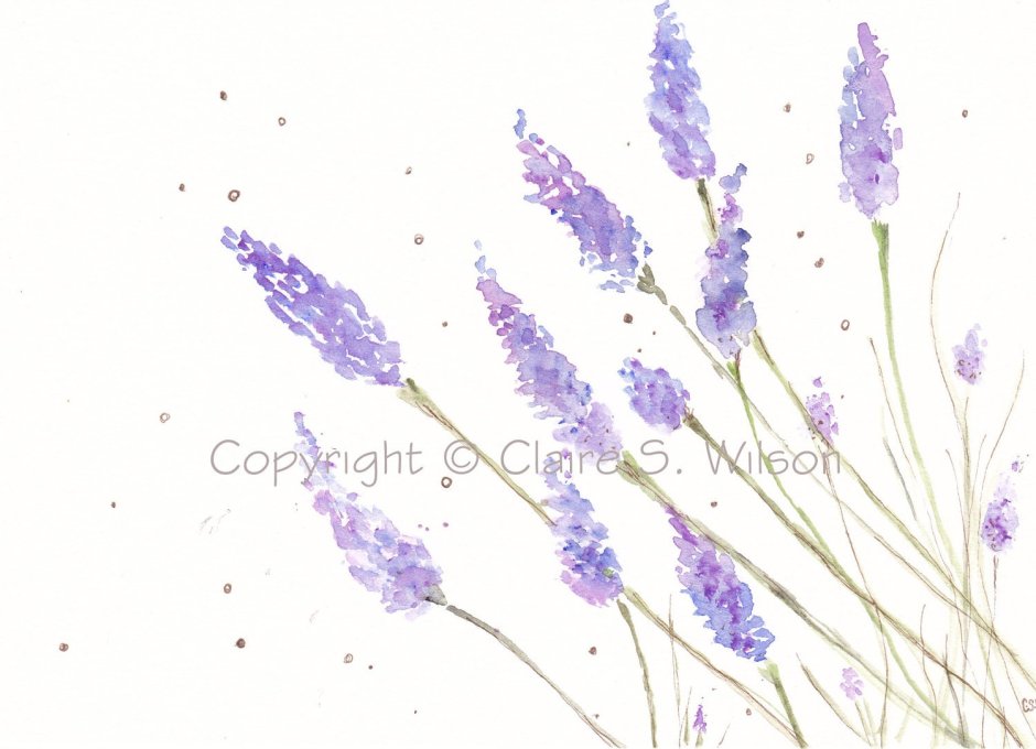 Purple lavender watercolor