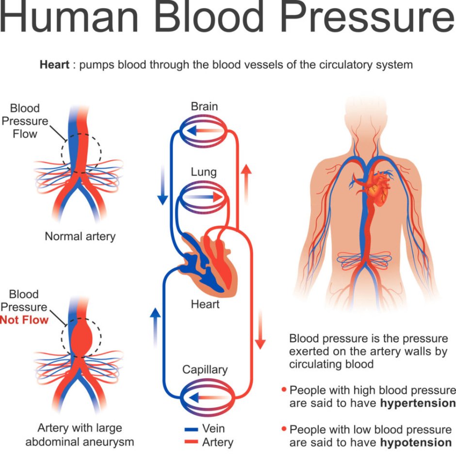 Physiology of blood pressure