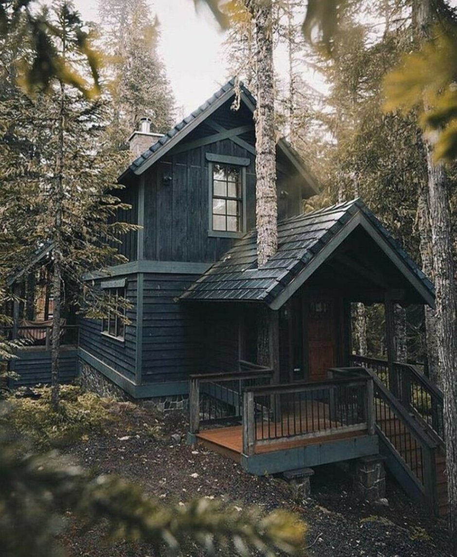 Wooden cabin in the forest