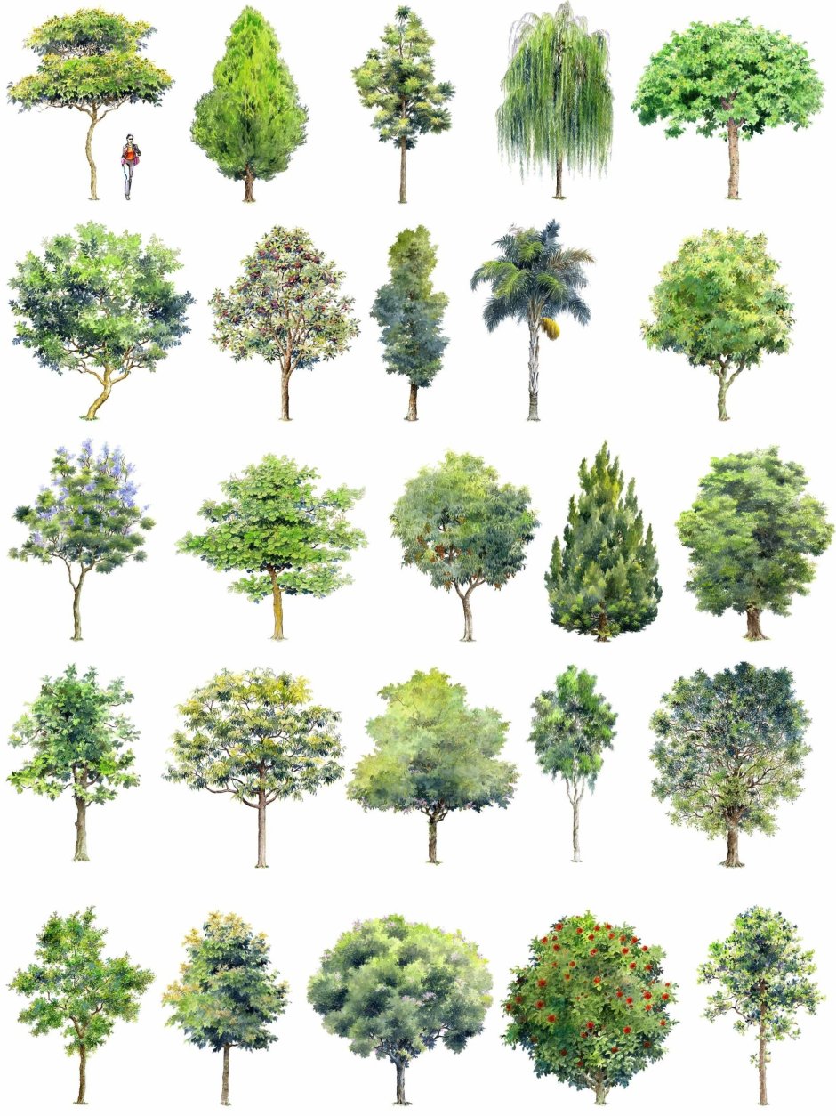 Trees high resolution