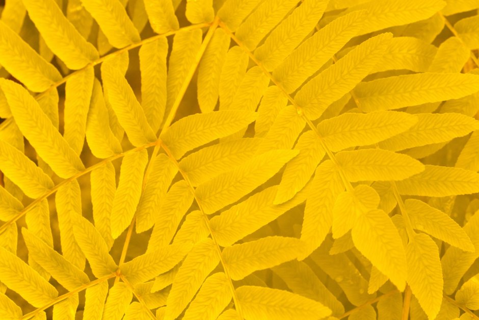 Yellow leaves background