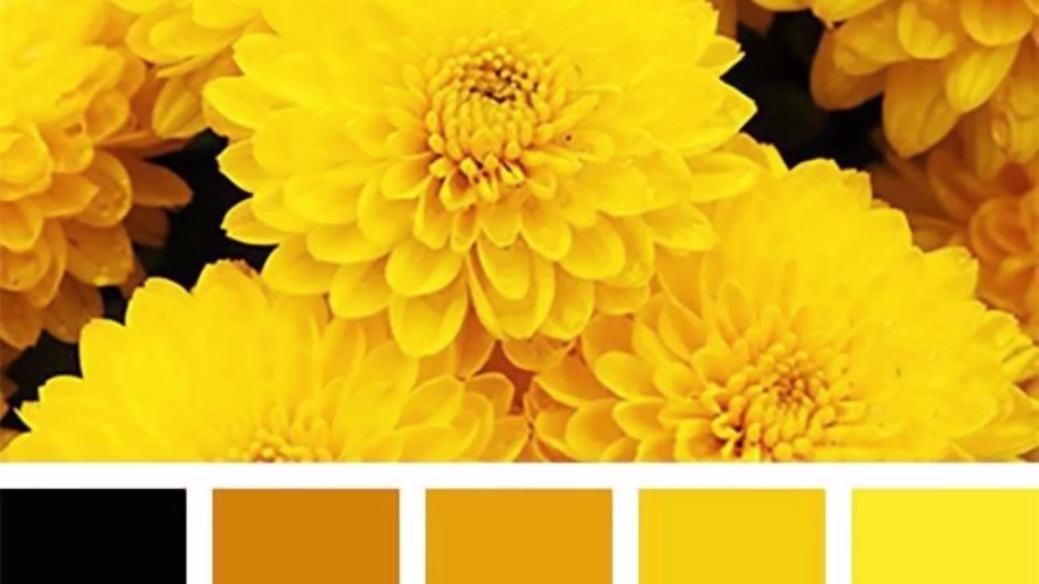 Yellow color shade