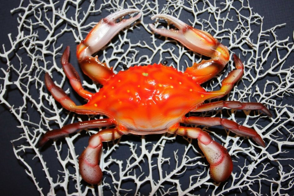 Crab ring