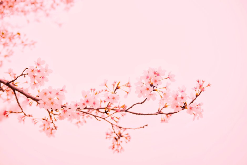 Sakura in japan