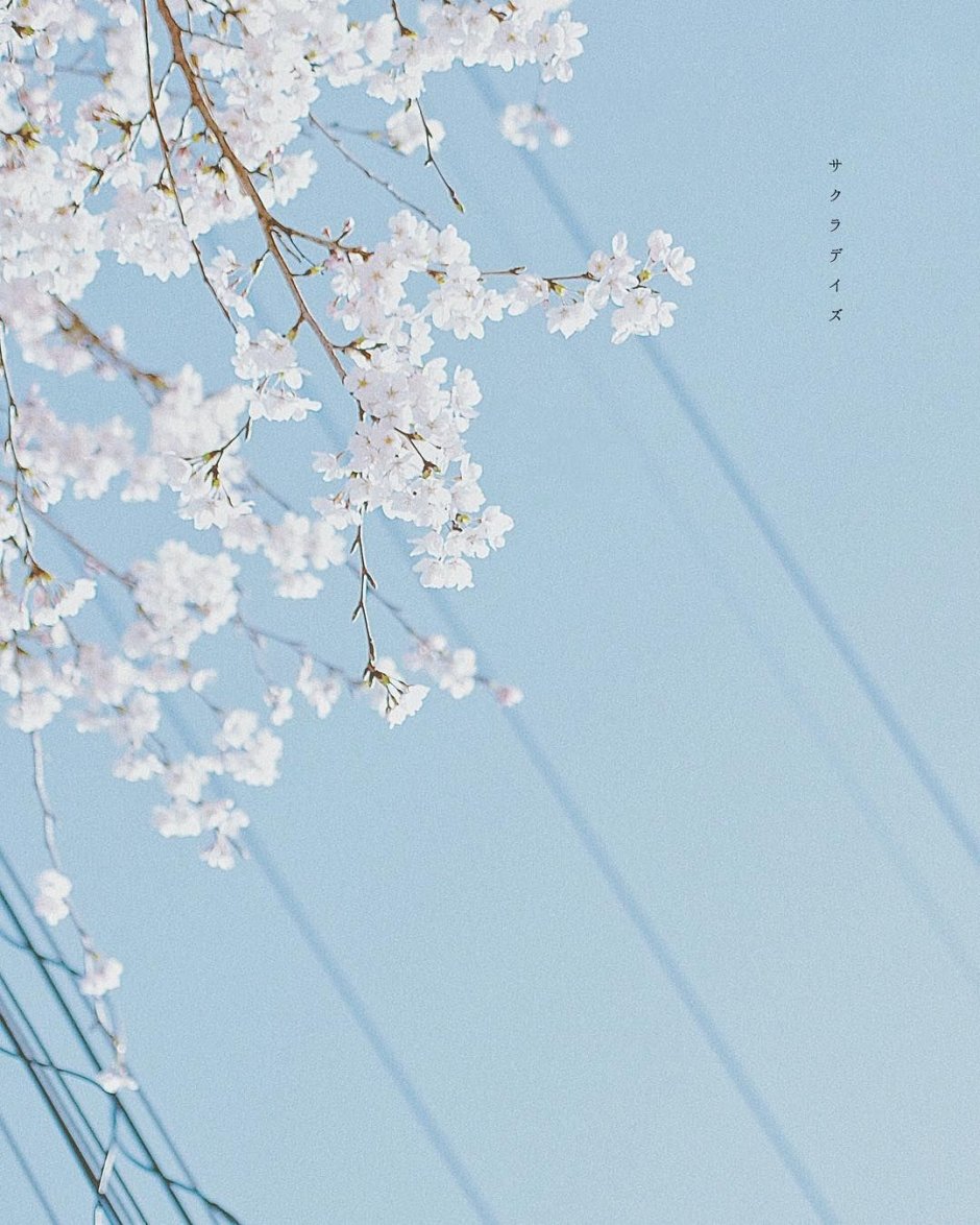 Sakura blue sky