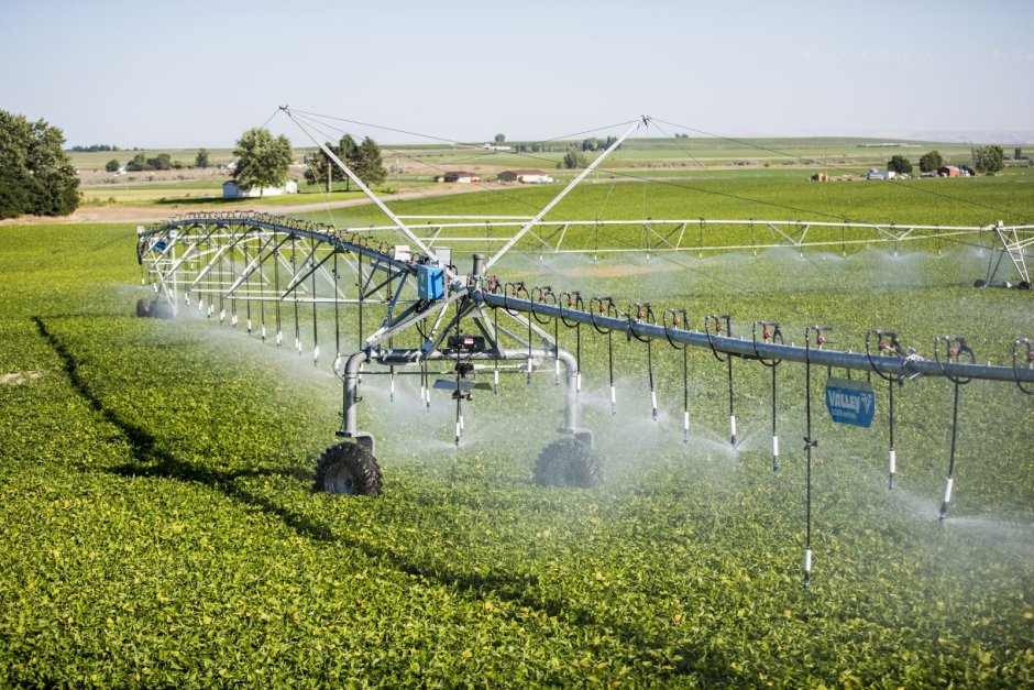 Blueberry irrigation