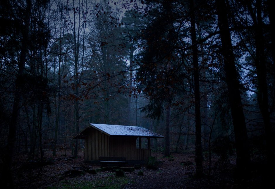 Alone in forest home