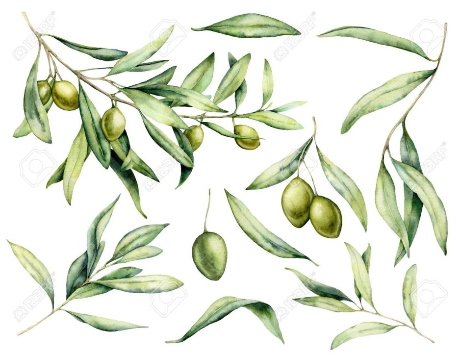 Jordan green olives