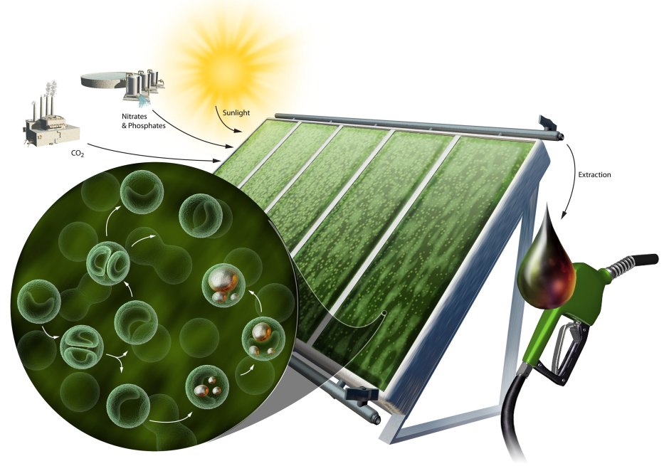 Sustainable bioenergy